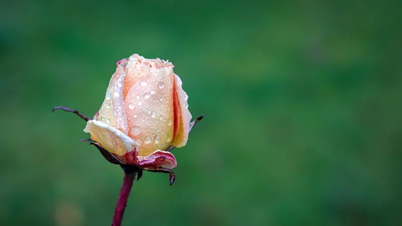 সবুজ পটভূমিতে শিশিরভেজা একটি গোলাপের কুঁড়ি