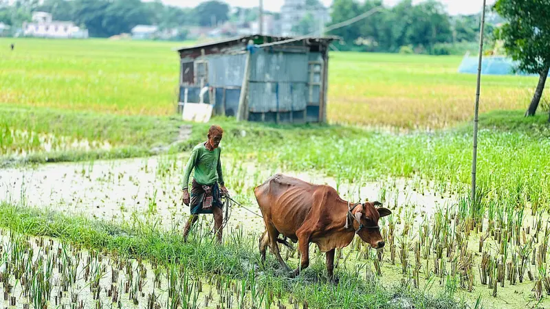 সবুজ ধানখেতের আলপথে এক কৃষকের সাথে হেঁটে যাওয়া একটি লালচে গরু