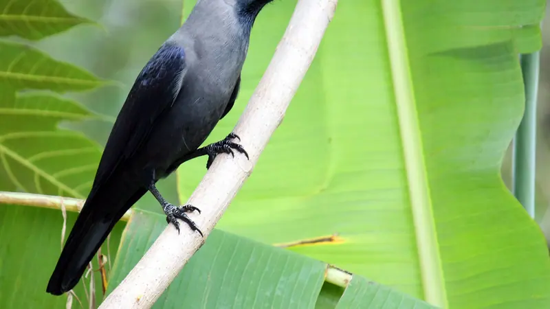 কলাপাতার পাশে ডালে বসে থাকা একটি পাতিকাক