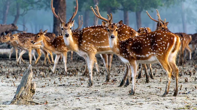 সুন্দরবনের কাদামাটিতে দাঁড়িয়ে থাকা একদল চিত্রা হরিণ