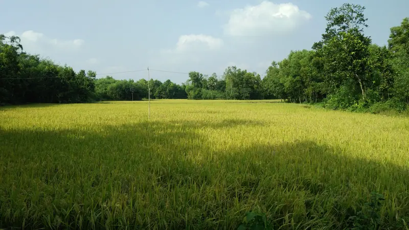 চারপাশে গাছে ঘেরা বিস্তীর্ণ খোলা সবুজ মাঠ