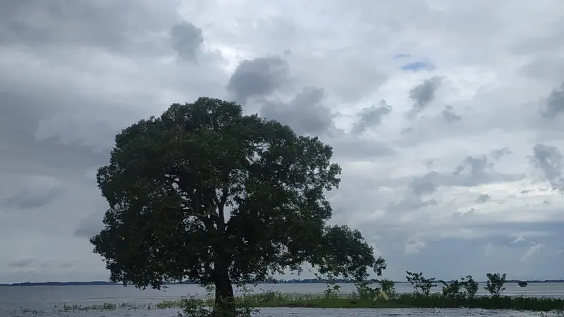 বন্যার পানিতে একা দাঁড়িয়ে থাকা একটি গাছ, মাথার উপর মেঘলা আকাশ