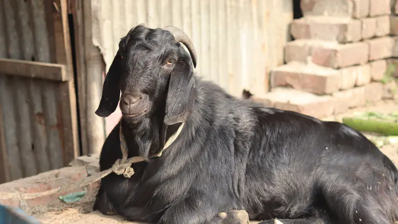 बकरी