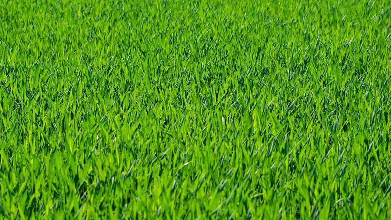 ঘন সবুজ কচি ঘাসে ভরা মাঠ