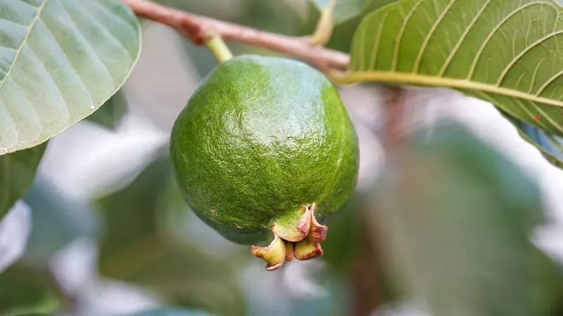 পাতার ফাঁকে ডালে ঝুলে থাকা একটি সবুজ পেয়ারা