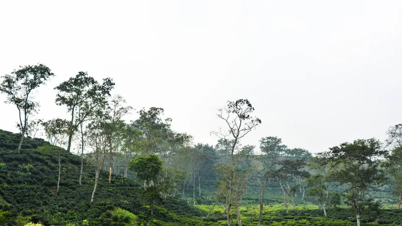 শ্রীমঙ্গলে ছায়াগাছে ঘেরা চা বাগানের সবুজ টিলা