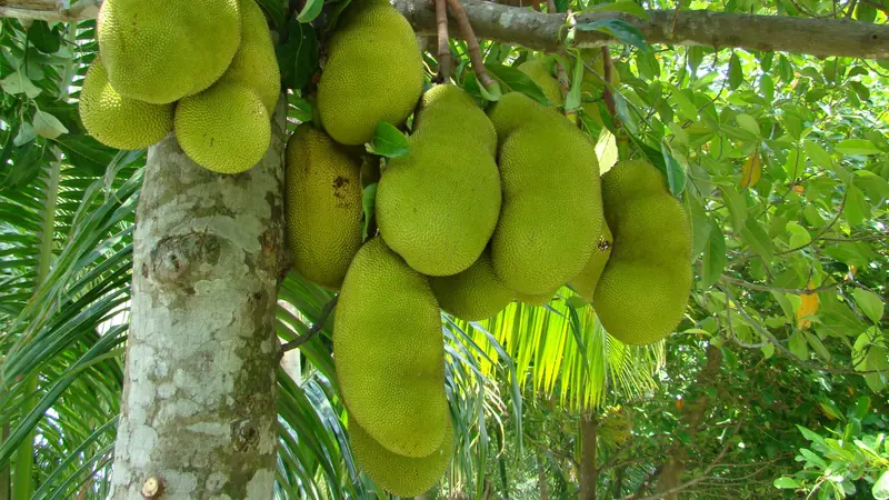 গাছের গুঁড়ি আর ডাল জুড়ে ঝুলে থাকা অনেকগুলো কাঁঠাল