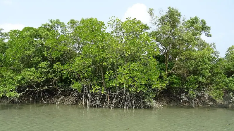 নদীর পাড়ে ঘন হয়ে জন্মানো সুন্দরবনের ম্যানগ্রোভ গাছ
