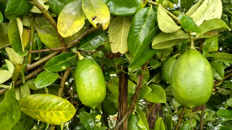 ঝোপের সবুজ পাতার ফাঁকে ঝুলে থাকা কয়েকটি কাঁচা লেবু