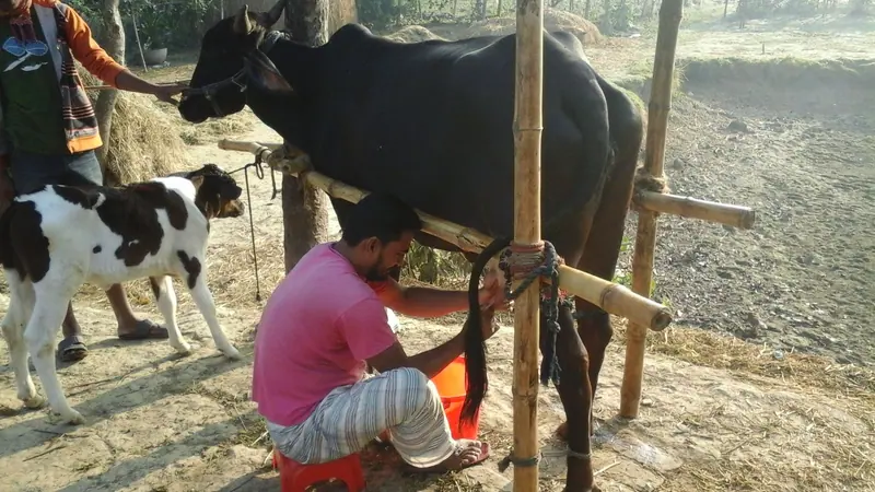 গ্রামের উঠানে বাঁশের খুঁটিতে বাঁধা কালো গাভীর দুধ দোয়াচ্ছেন এক কৃষক, পাশে দাঁড়িয়ে বাছুর