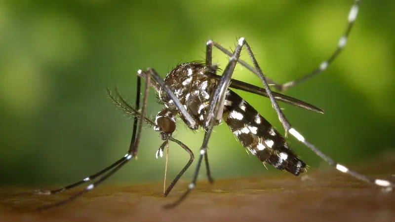 চামড়ার ওপর বসে থাকা সাদা-কালো ডোরাকাটা একটি এডিস মশা