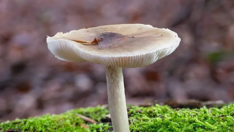 শ্যাওলা ঢাকা মাটিতে গজিয়ে ওঠা একটি সাদা মাশরুম