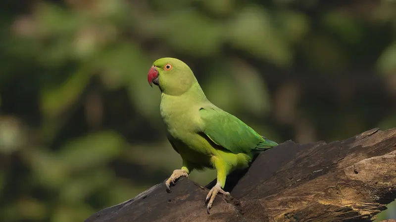 গাছের ডালে বসে থাকা লাল ঠোঁটের একটি সবুজ টিয়া