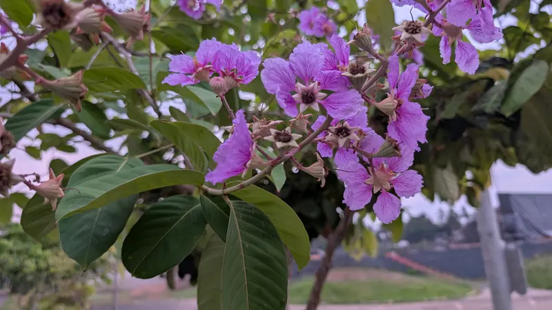 সবুজ পাতার ফাঁকে থোকা থোকা বেগুনি জারুল ফুল