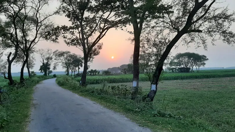 সূর্যাস্তের সময় দুই পাশে গাছের সারি নিয়ে বেঁকে যাওয়া গ্রামের পাকা রাস্তা