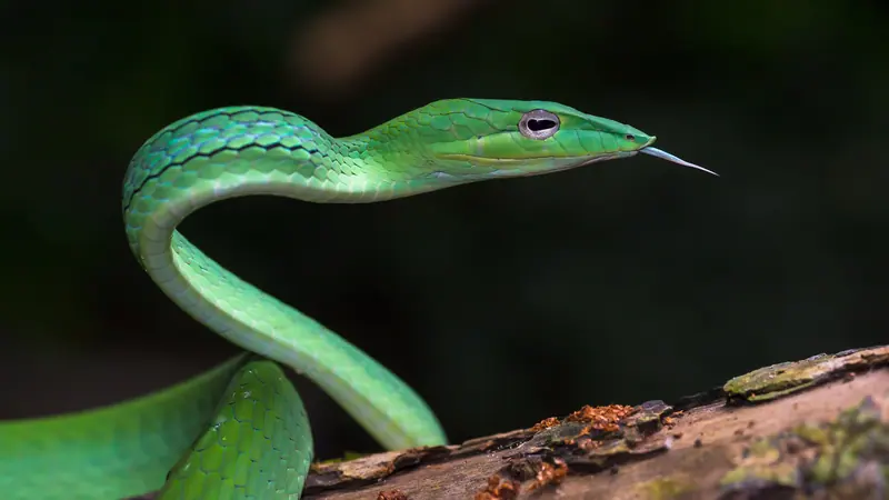 কাঠের উপর মাথা তুলে জিভ বের করা একটি সবুজ লাউডগা সাপ