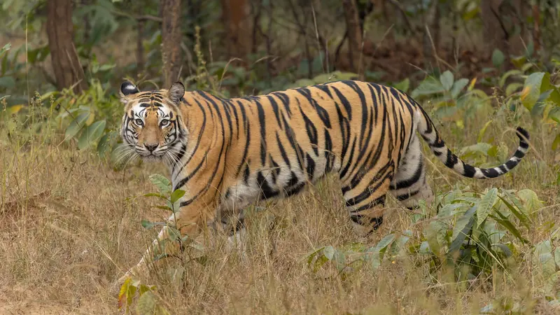 শুকনো ঘাসের মধ্যে দাঁড়িয়ে সামনে তাকিয়ে থাকা একটি বাঘ