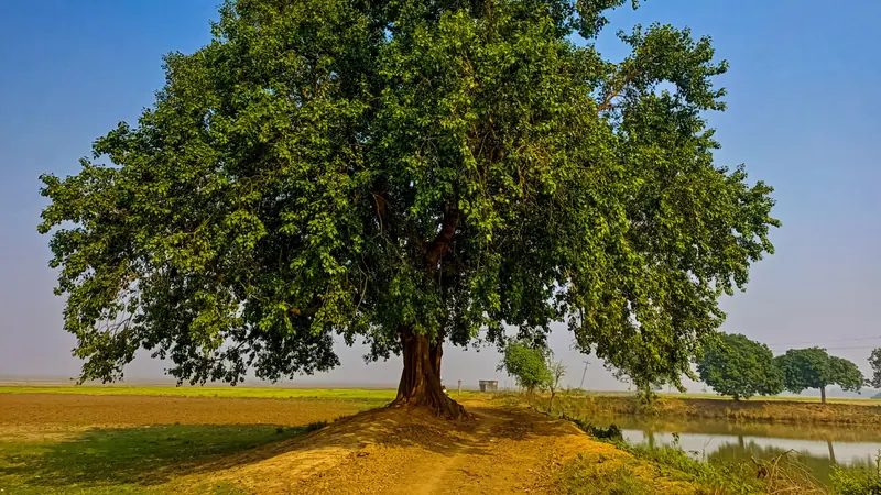 খোলা মাঠের মাঝে উঁচু ঢিবির ওপর ডালপালা ছড়িয়ে দাঁড়িয়ে থাকা একটি বড় গাছ