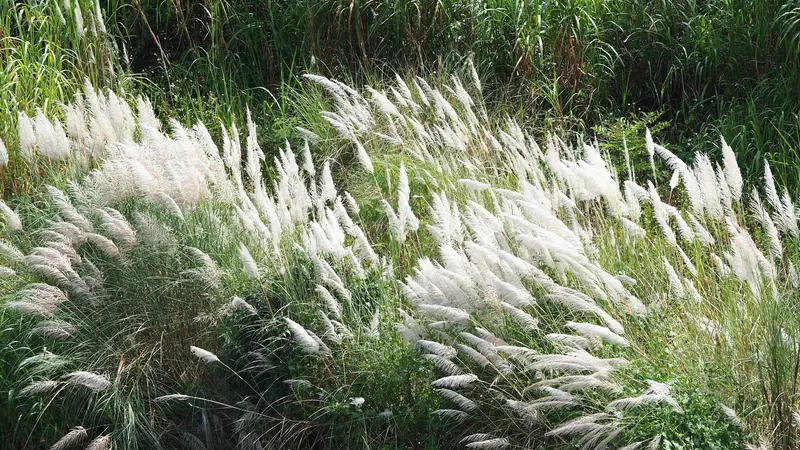 বাতাসে দুলতে থাকা সাদা কাশফুলের ঝোপ